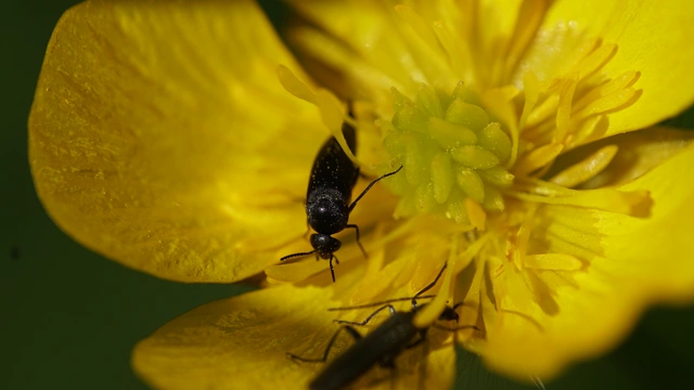 Mordellidae - marókafélék