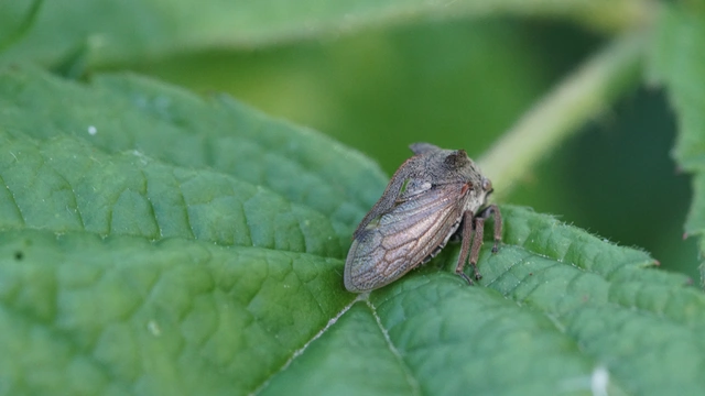 Centrotus cornutus - szarvaskabóca