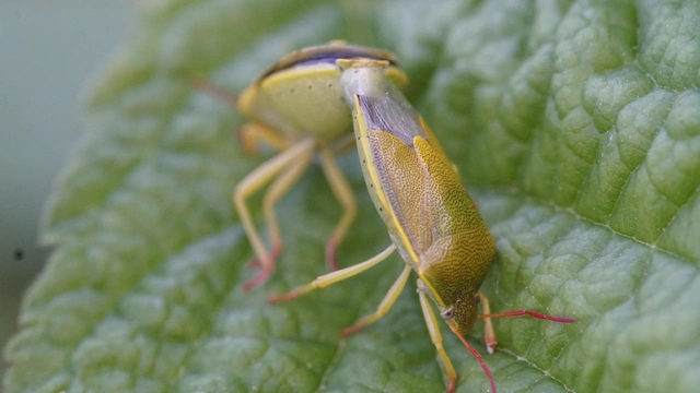 Piezodorus lituratus - bíboros címerespoloska Piezodorus lituratus - bíboros címerespoloska