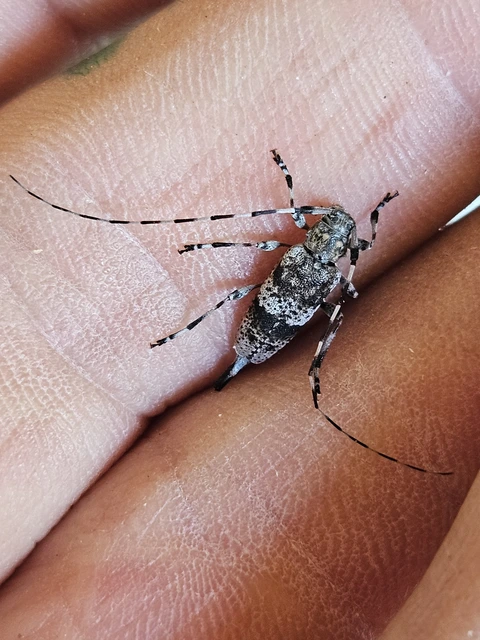 Acanthocinus griseus - szürke daliáscincér