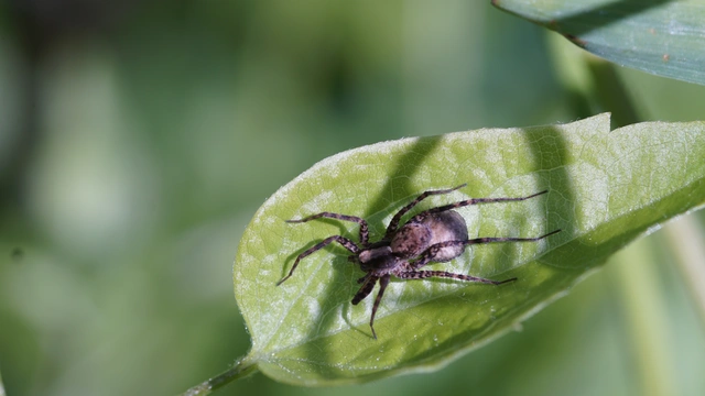 Pardosa