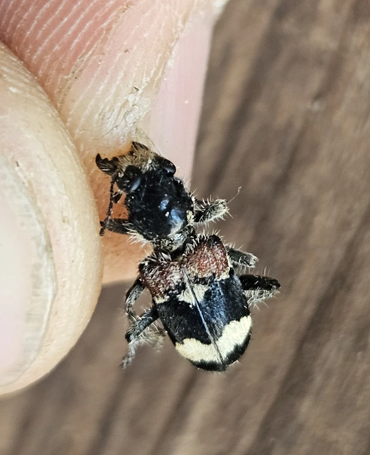 Clerus mutillarius - feketenyakú szúfarkas