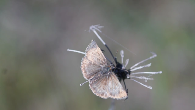 Erynnis tages - cigánylepke