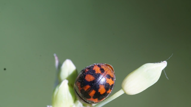 Subcoccinella vigintiquatuorpunctata - lucernaböde