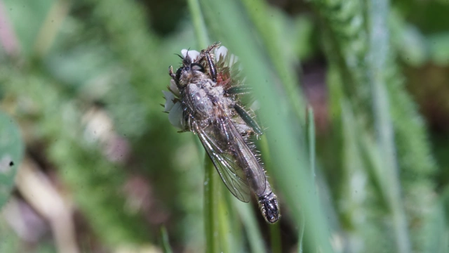 Dysmachus