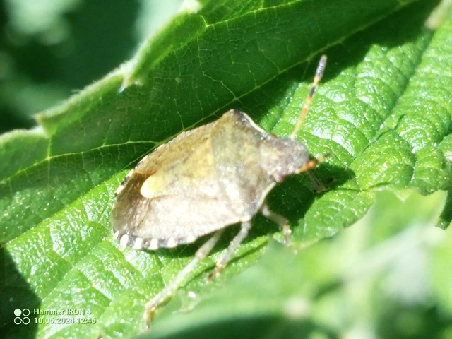 Peribalus strictus - tavaszi címerespoloska Peribalus strictus - tavaszi címerespoloska