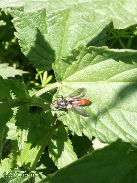 Cylindromyia bicolor