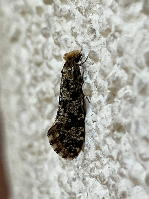 Nemapogon