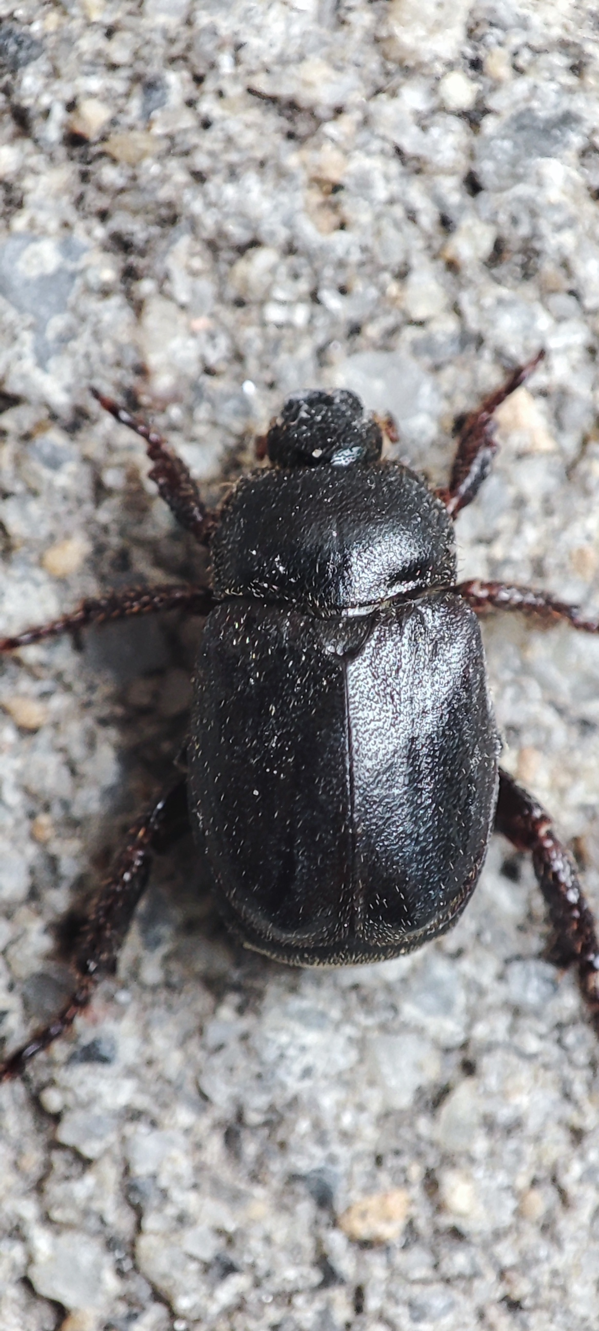 Hoplia hungarica - homoki virágcserebogár