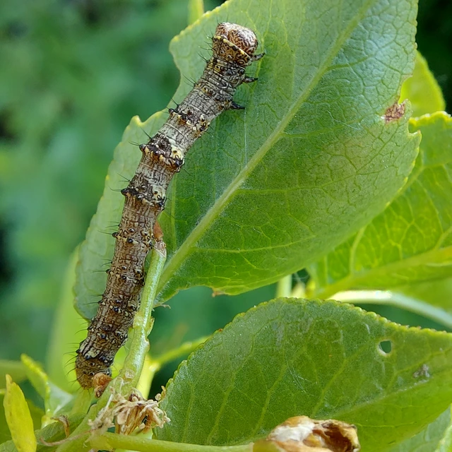 Apocheima pilosaria - zöldes tavasziaraszoló