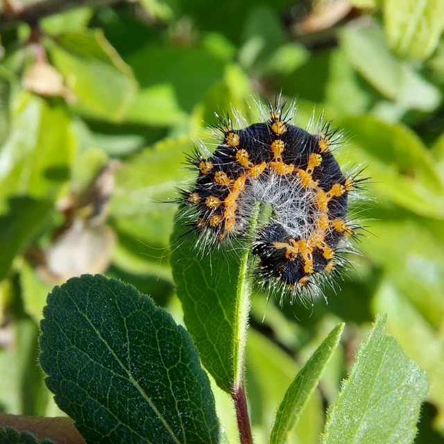 Saturnia pavoniella/pavonia