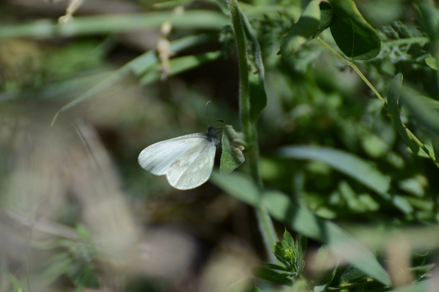 Leptidea sinapis - mustárlepke