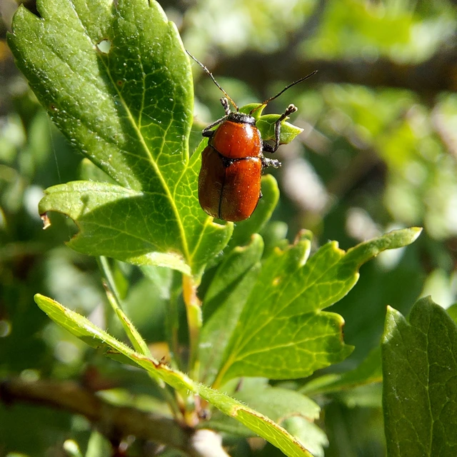 Cryptocephalus coryli - mogyoró-zömökbogár