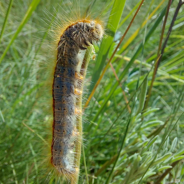Malacosoma castrensis - kutyatejszövő