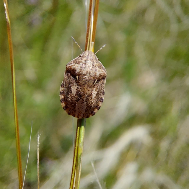 Eurygaster