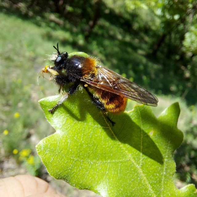 Laphria