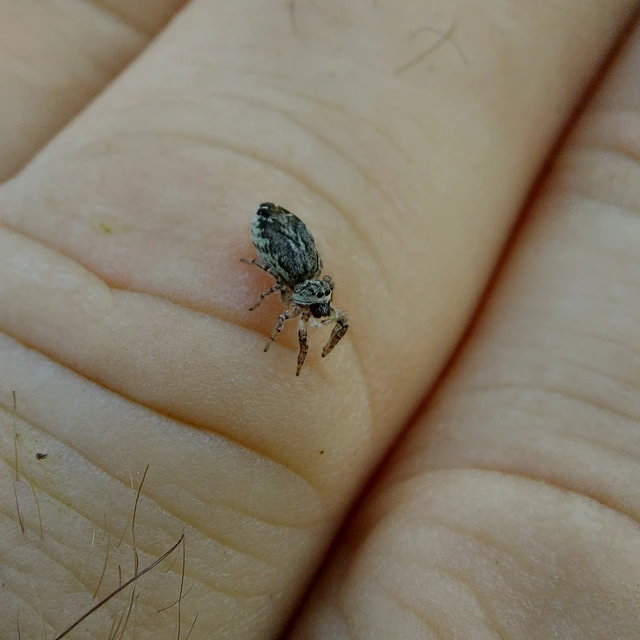 Pseudicius encarpatus - kéregugrópók