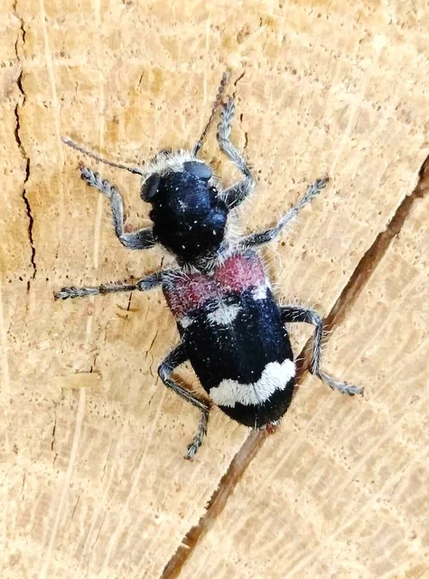 Clerus mutillarius - feketenyakú szúfarkas