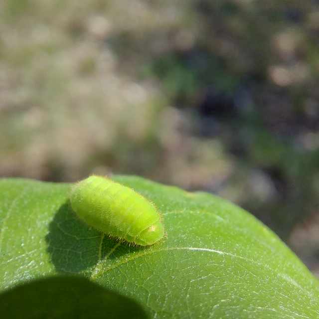 Satyrium ilicis - tölgyfa-csücsköslepke