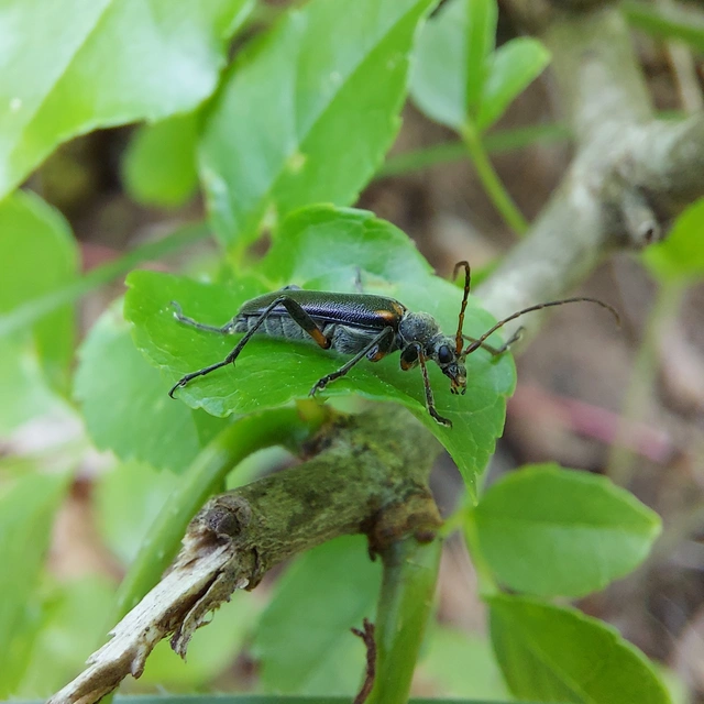 Cortodera humeralis - négyfoltos cserjecincér