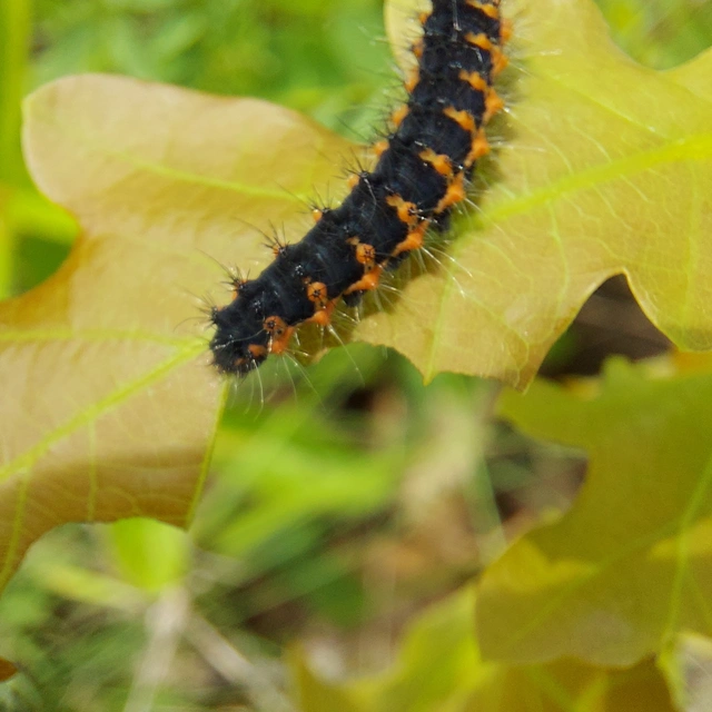 Saturnia pavoniella/pavonia