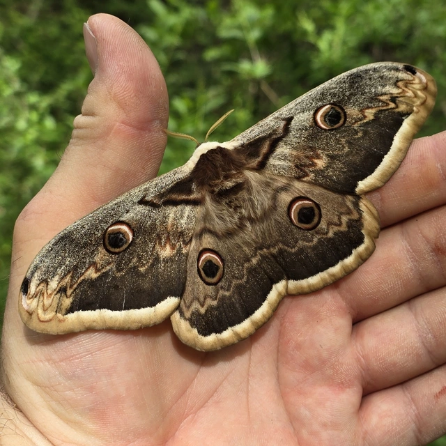 Saturnia pyri - nagy pávaszem