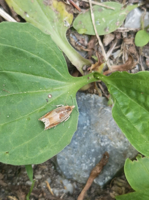 Ancylis