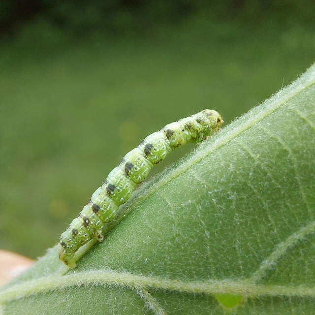 Agriopis leucophaearia - tölgy-tavasziaraszoló