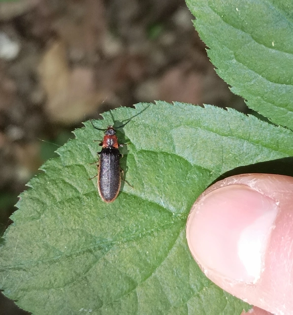 Denticollis linearis - dülledtszemű pattanó
