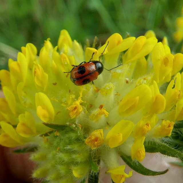 Cryptocephalus bipunctatus - kétpettyes zömökbogár
