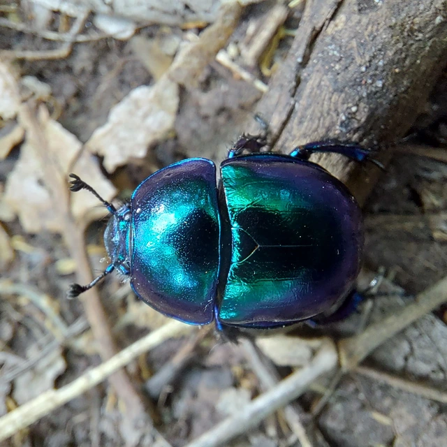 Trypocopris vernalis - tavaszi álganéjtúró