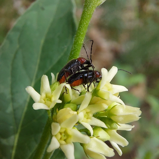 Dinoptera collaris - vörösnyakú virágcincér