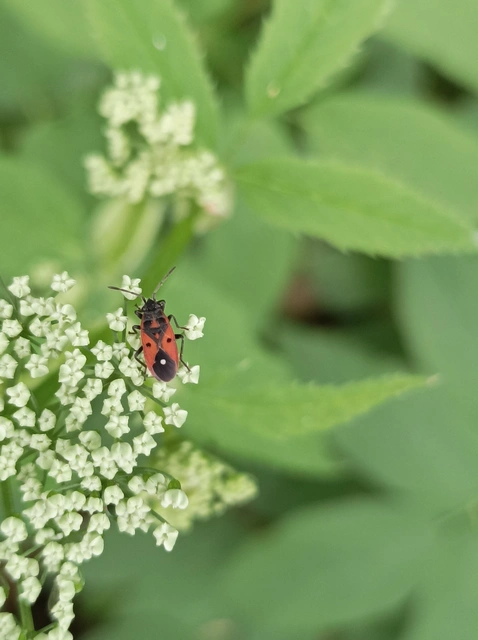 Heteroptera - Poloskák
