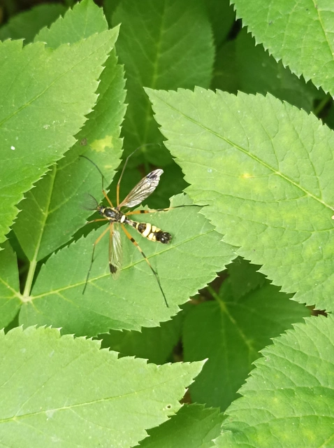 Ctenophora