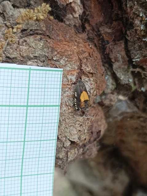 Tortricidae - sodrómolyfélék