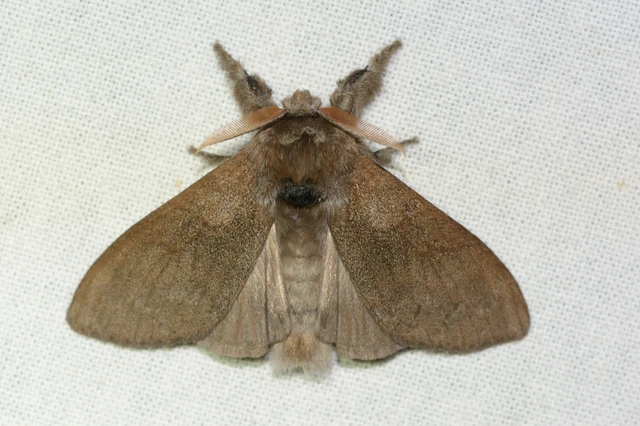 Calliteara pudibunda - hamvasszövő