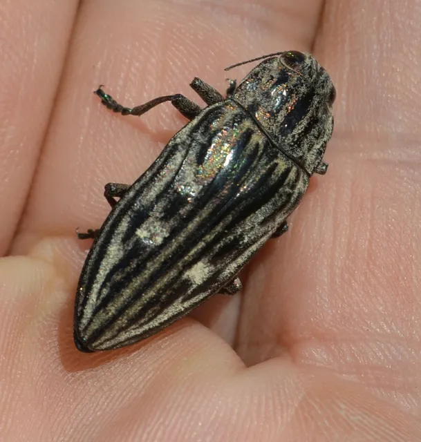 Chalcophora mariana - nagy fenyvesdíszbogár