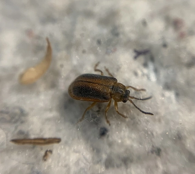 Galerucella calmariensis
