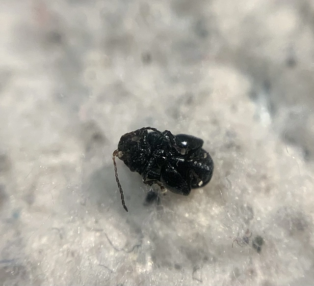Chaetocnema major Chaetocnema major