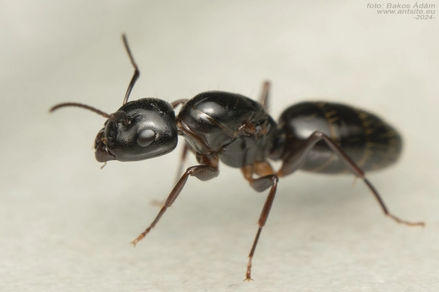 Camponotus fallax - ligeti lóhangya