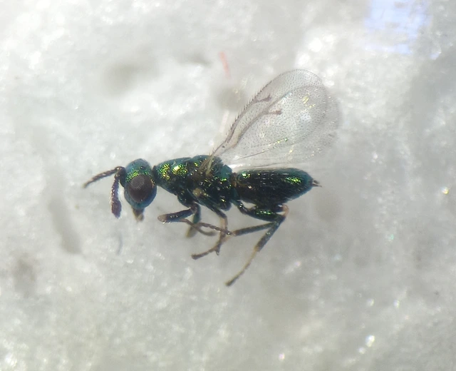 Systasidae