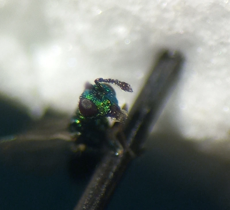 Systasidae