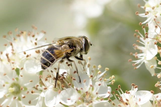 Eristalis