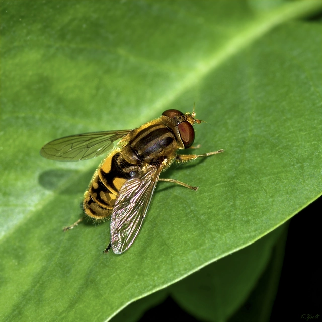 Parhelophilus