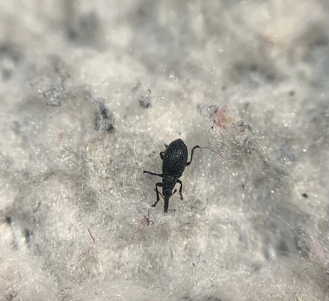 Catapion seniculus - lóhereszár-cickányormányos Catapion seniculus - lóhereszár-cickányormányos
