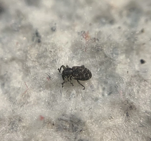 Smicronyx jungermanniae - közönséges arankaormányos