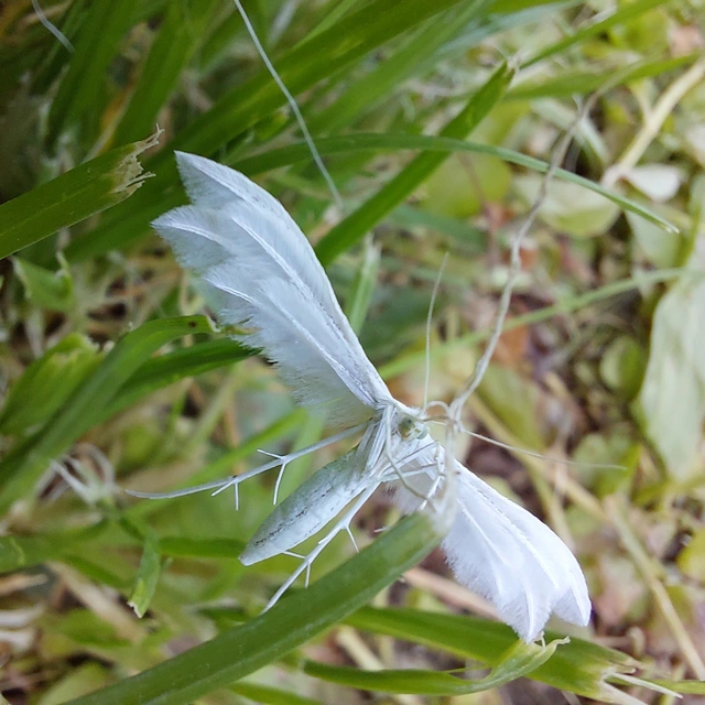 Pterophorus pentadactyla - fehér tollasmoly