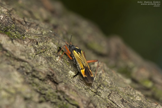 Miris striatus - sávos mezeipoloska