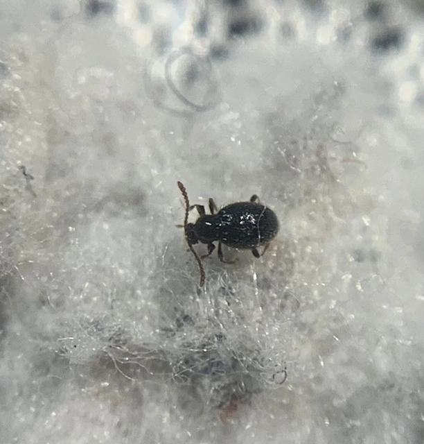 Stenichnus scutellaris - laposcombú gödörkésbogár