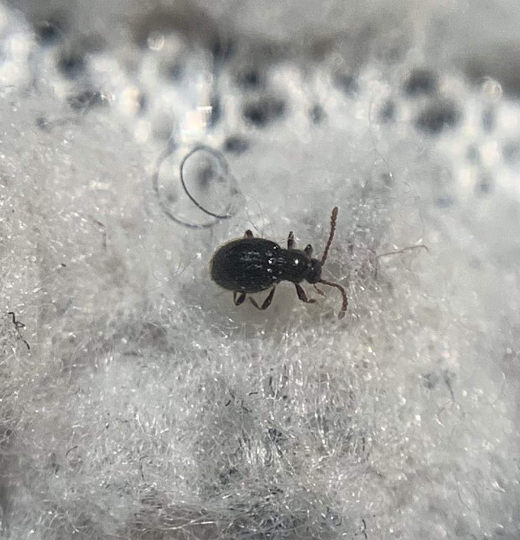 Stenichnus scutellaris - laposcombú gödörkésbogár